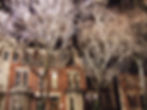 Night Trees
