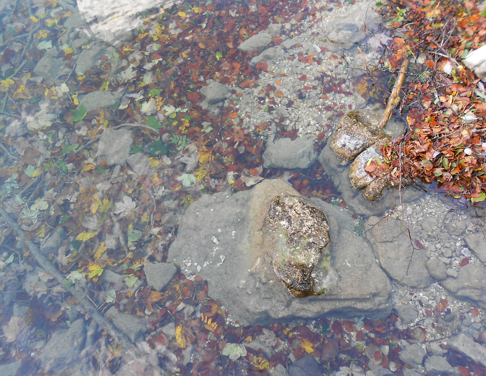 Water Leaves-Königsee, Bavaria