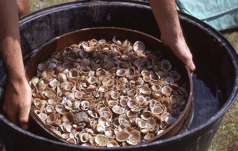 Sieving-Limpet Shells