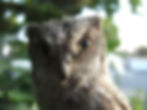 The Owl of Lattes