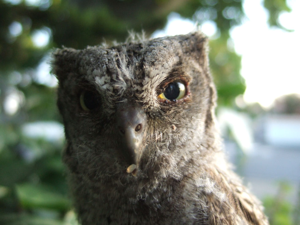 The Owl of Lattes