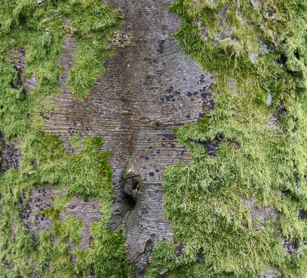 Tree Torso-Ireland