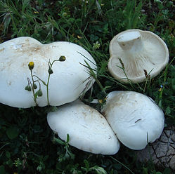 93 marathomanita (2).JPG