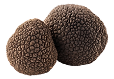 truffle mushrooms
