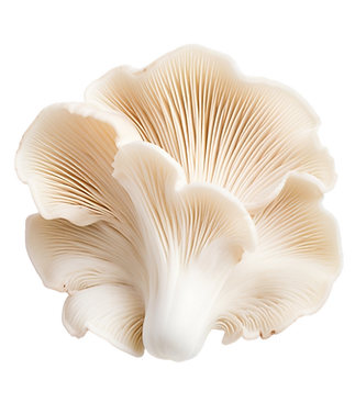 pl.ostreatus