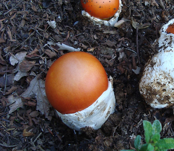 12 ΑΜΑΝΙΤΗΣ Ο ΚΑΙΣΑΡΙΚΟΣ (AMANITA CAESAREA)_edited.jpg