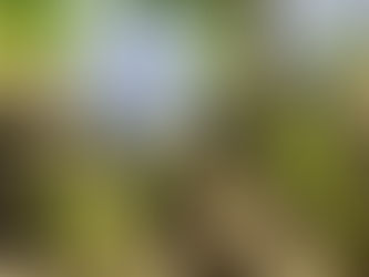 Pricking Out Seedlings: What It Means, Why It Matters, and How to Do It Properly