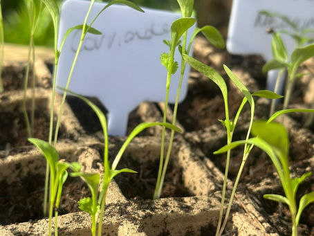 Pricking Out Seedlings: What It Means, Why It Matters, and How to Do It Properly