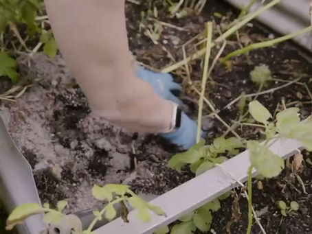 Balsamic Vegetables and Herb Grilled Chicken recipe