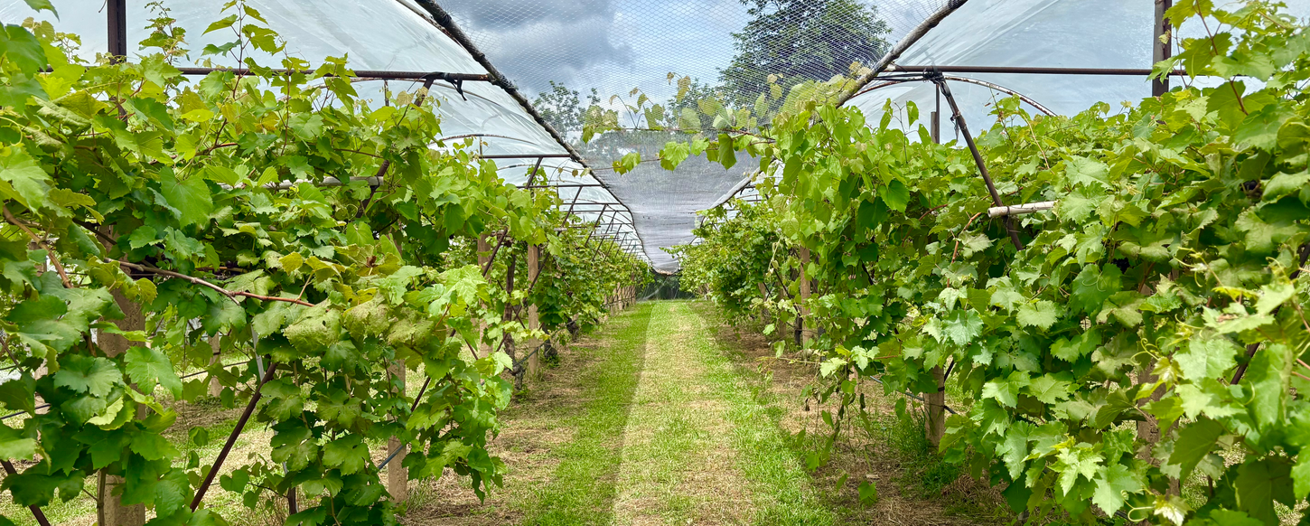 Beautiful landscape photo of vineyard