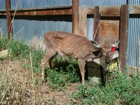 Douglas Co. CWD Case Linked to Pine Co. Herd