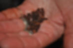 adding cloves