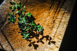 thyme