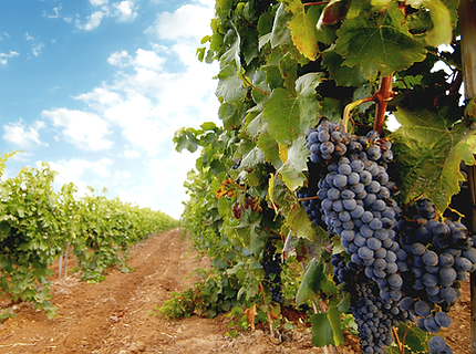 grapes california.png