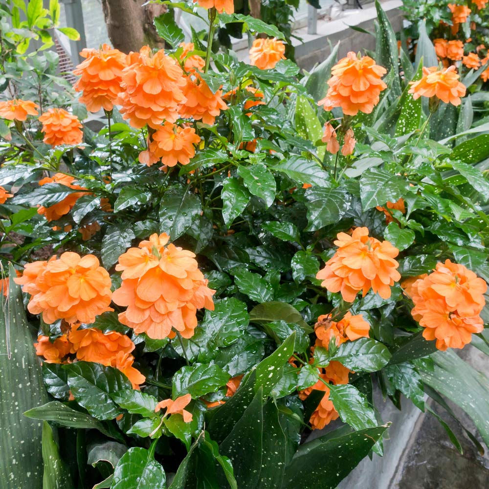 Crossandra 'Orange'