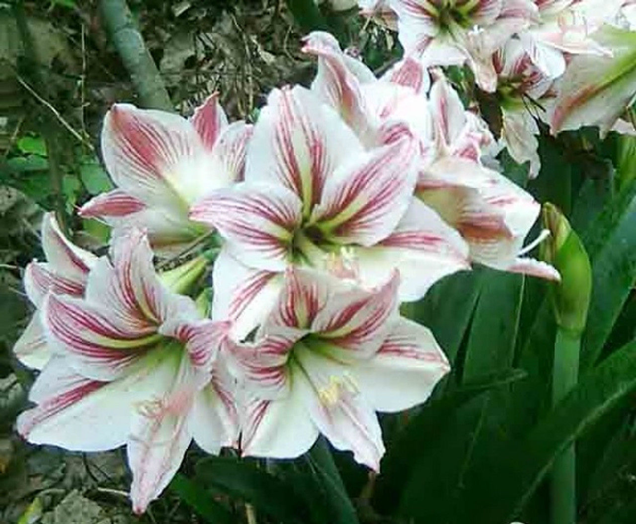 Amaryllis/Hippeastrum Pink & White