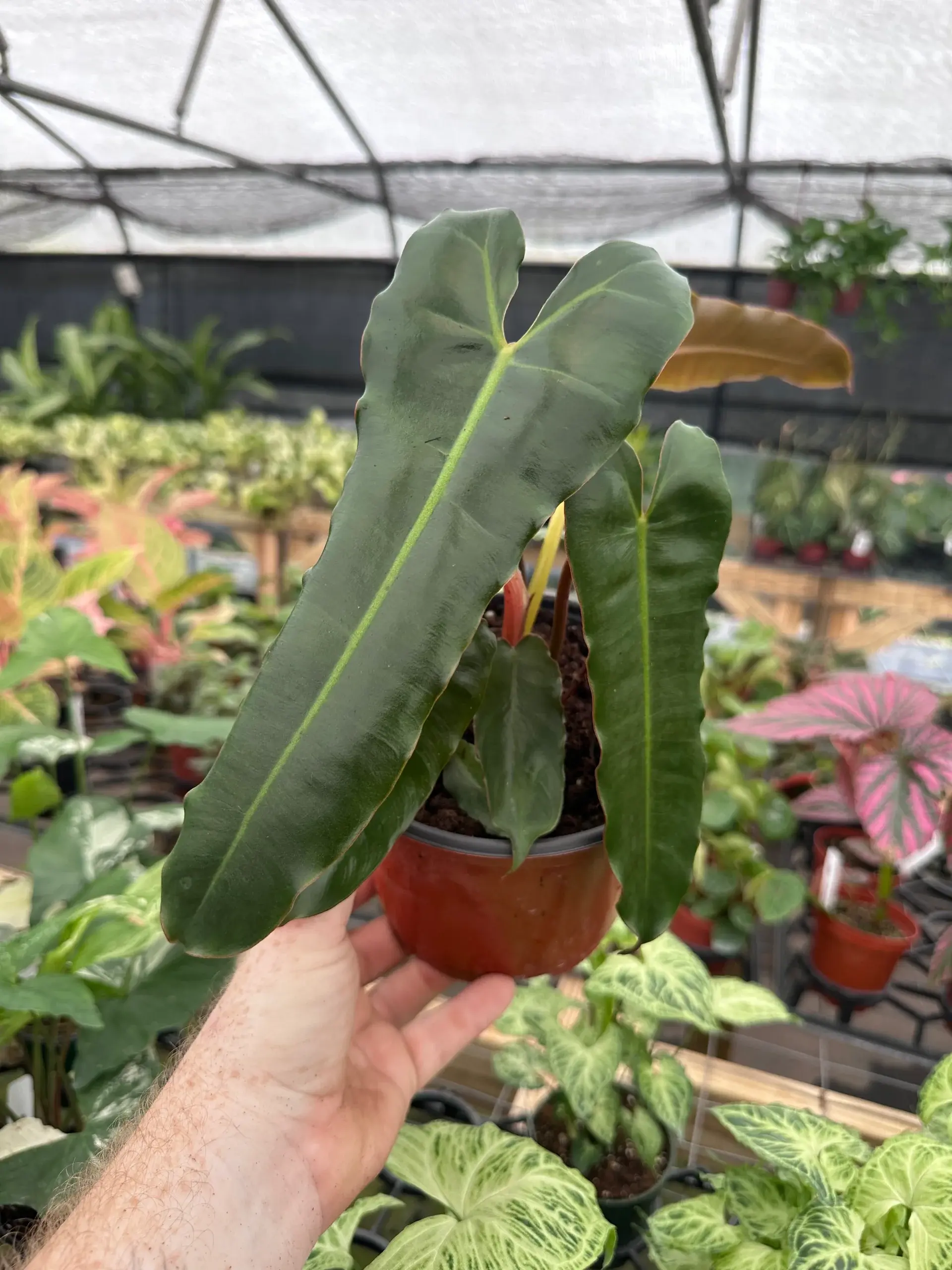 Philodendron billietiae hybrid