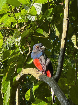 Residência - Pássaros 1 Surucuá Variado.jpg