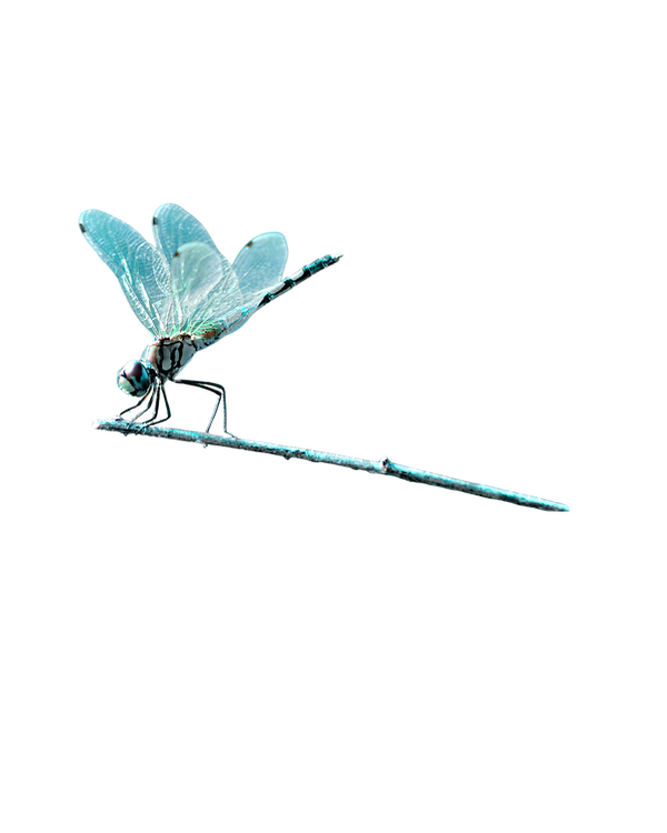 dragonflyreal.png
