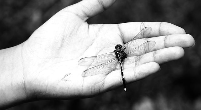 black and blue dragonfly on human palm_e