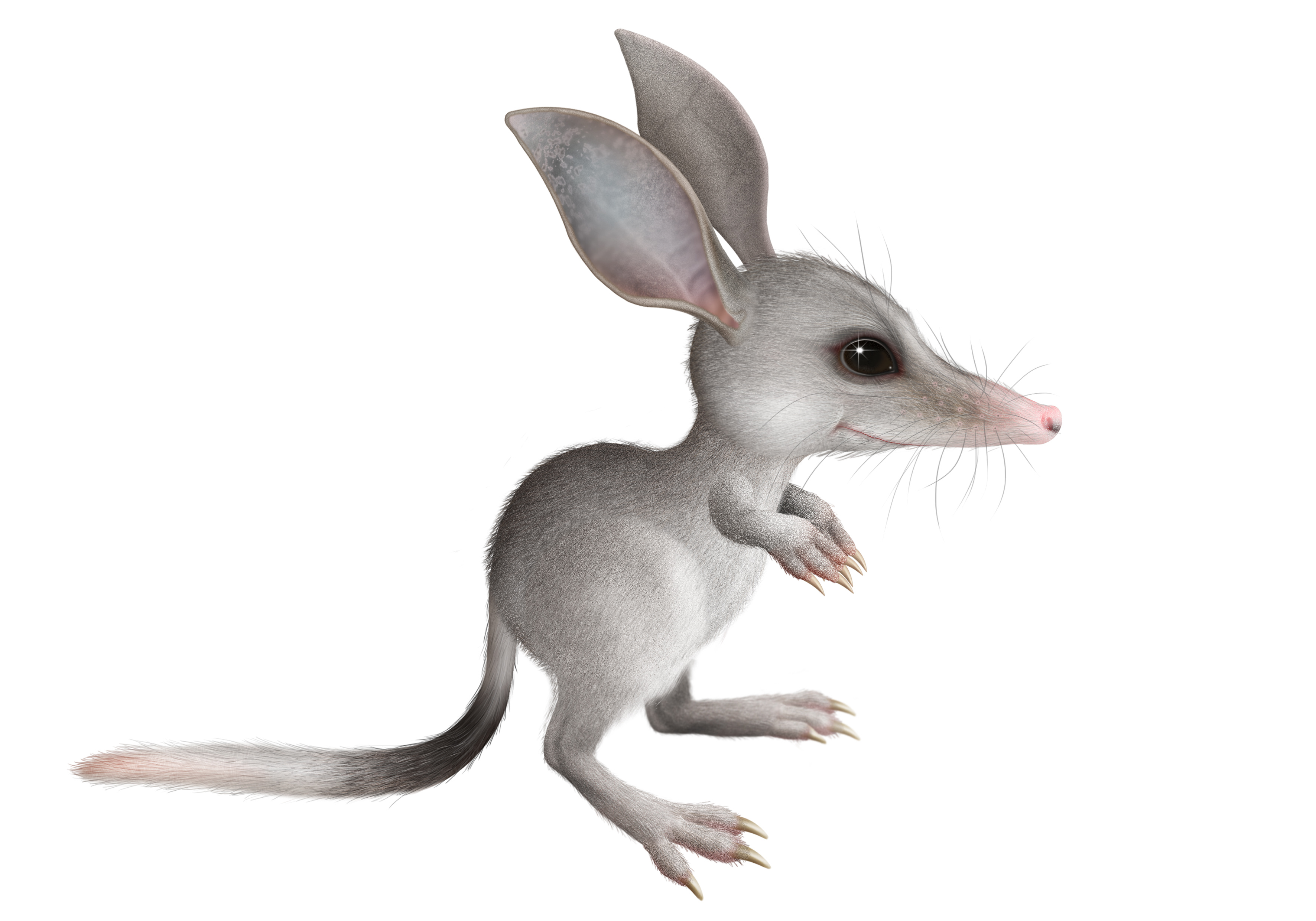 Bilby boy 2