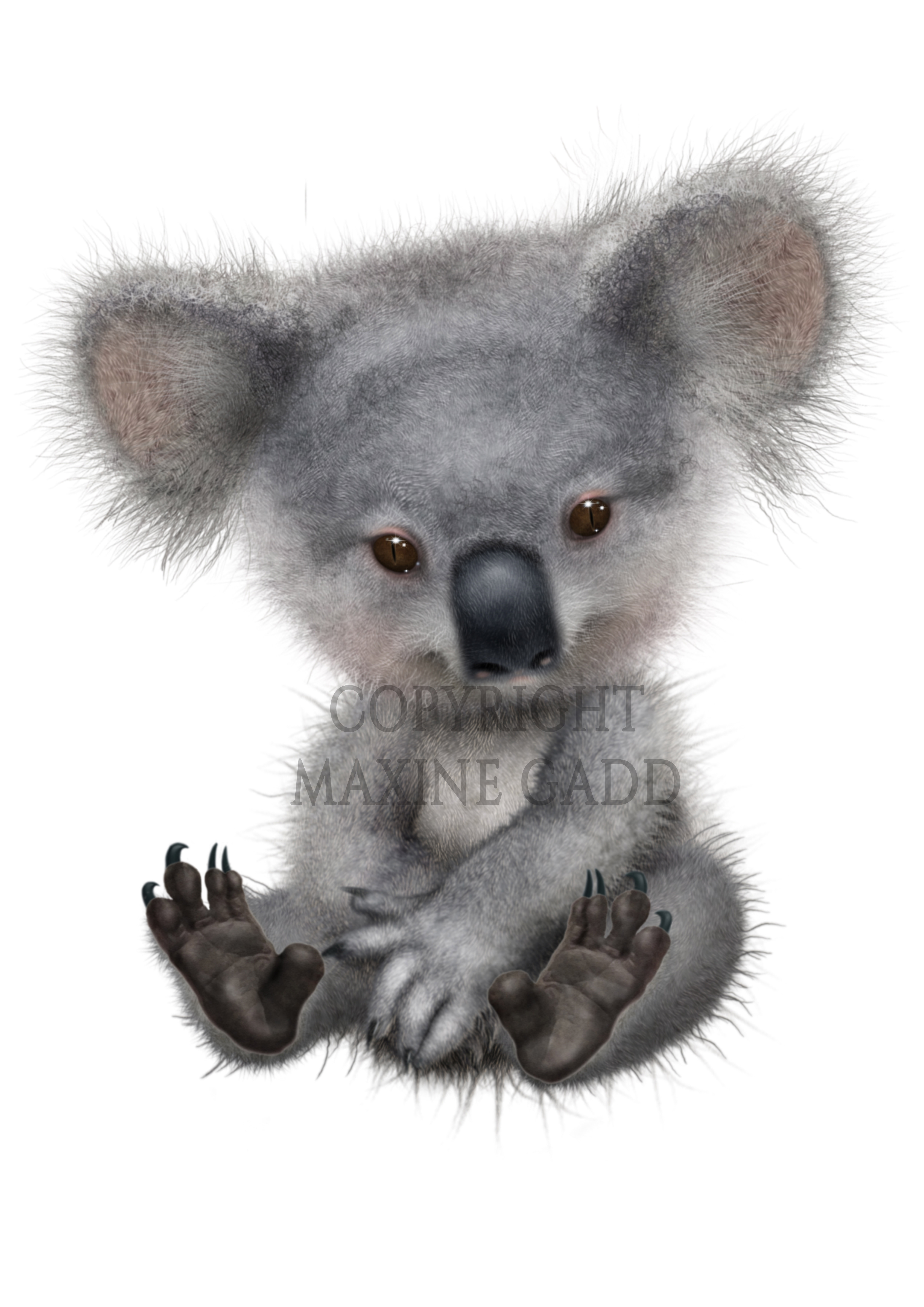 koala