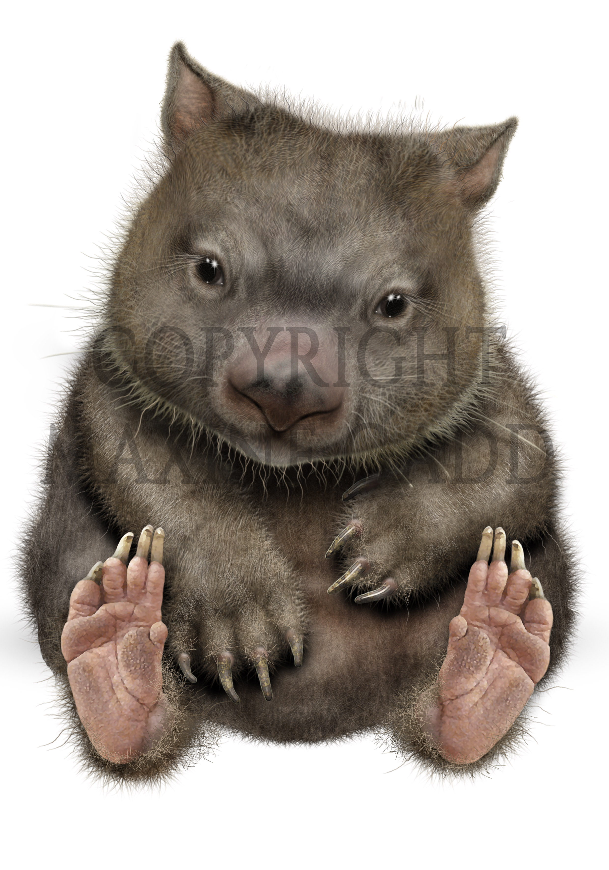 wombat