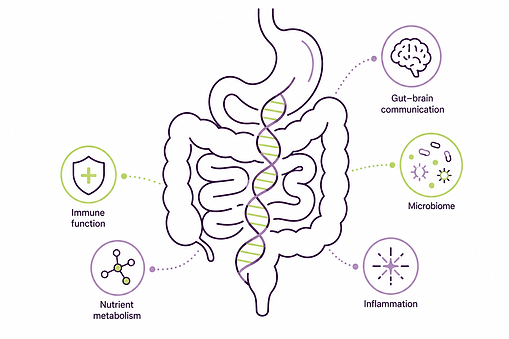 Minimalist illustration of a digestive system with a DNA helix running through the intestines, surrounded by icons representing immune function, gut-brain communication, the microbiome, inflammation and nutrient metabolism. The image illustrates the relationship between genetics and digestive health.