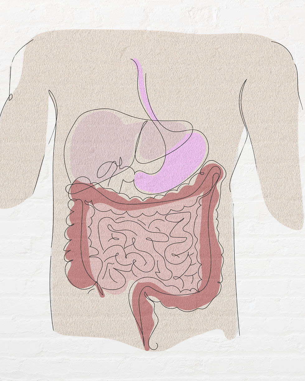 stylised illustration of the digestive system