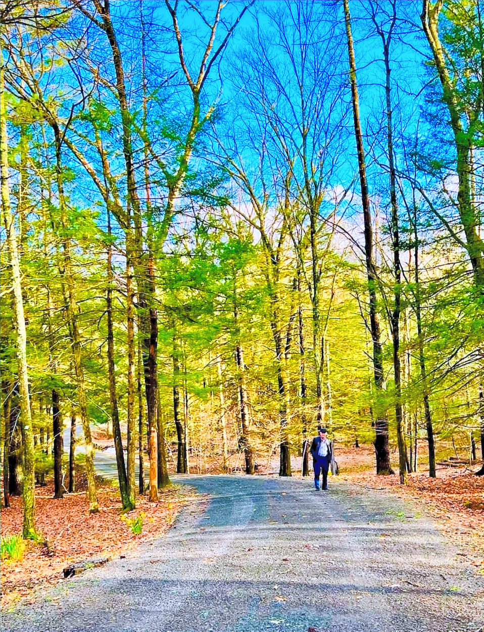 "NY Woodland Road"