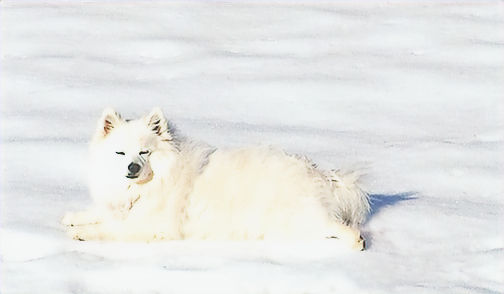 "Snow Baby"