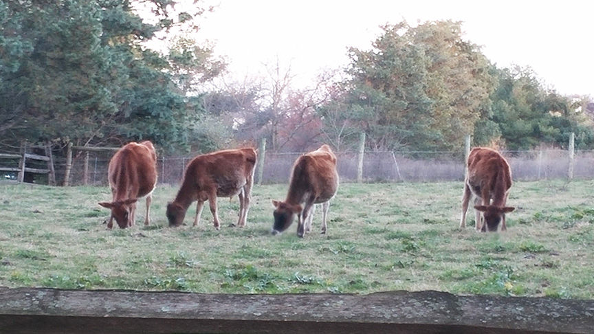 4 Cows