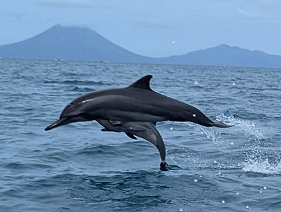 Mary's Dolphin with Baby DYI_edited.jpg