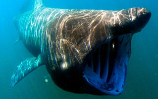 Los 5 tiburones más grandes del Mundo