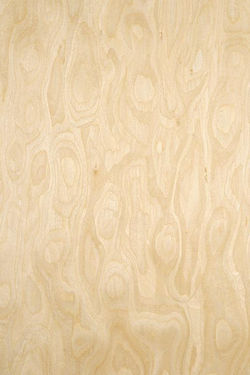 Golden Maple Burl B7A