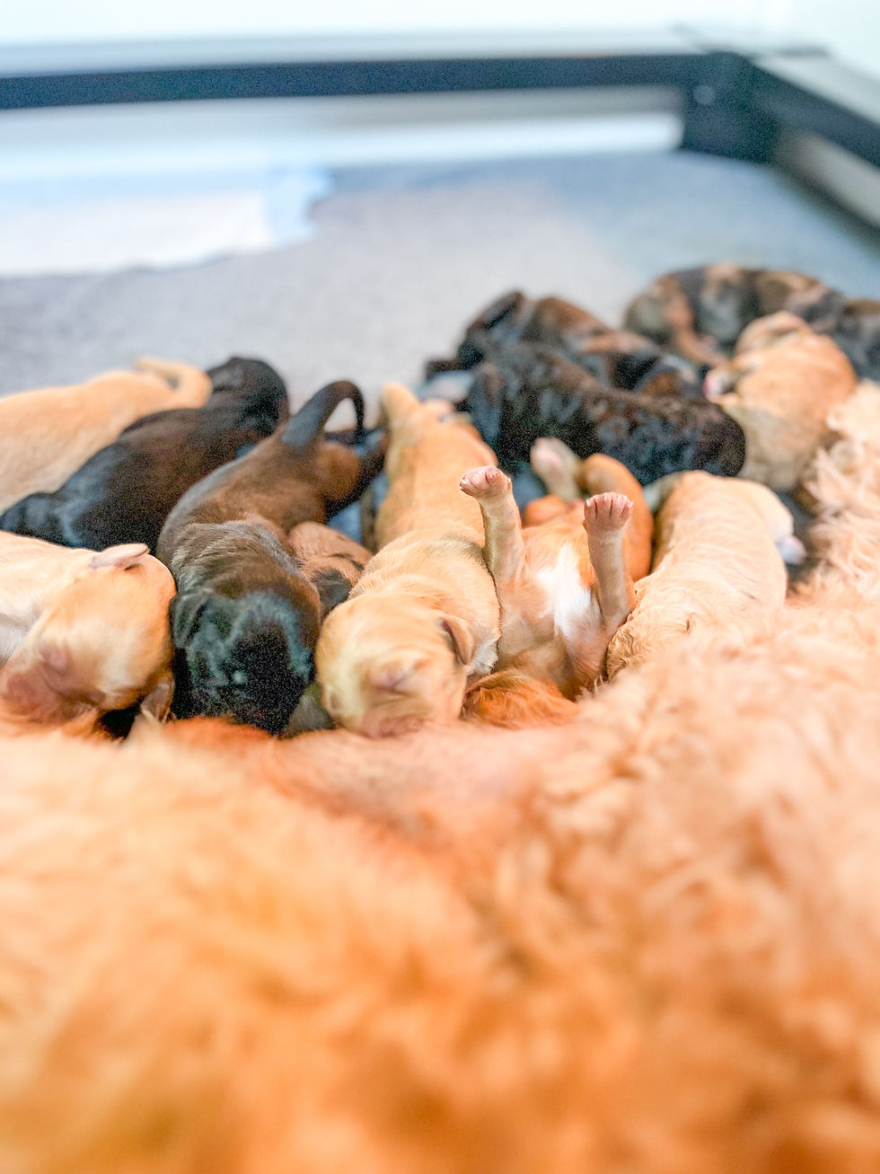 newborn goldendoodles