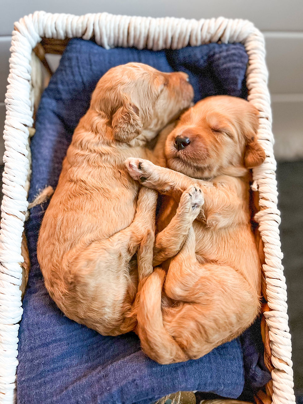 goldendoodle sibs
