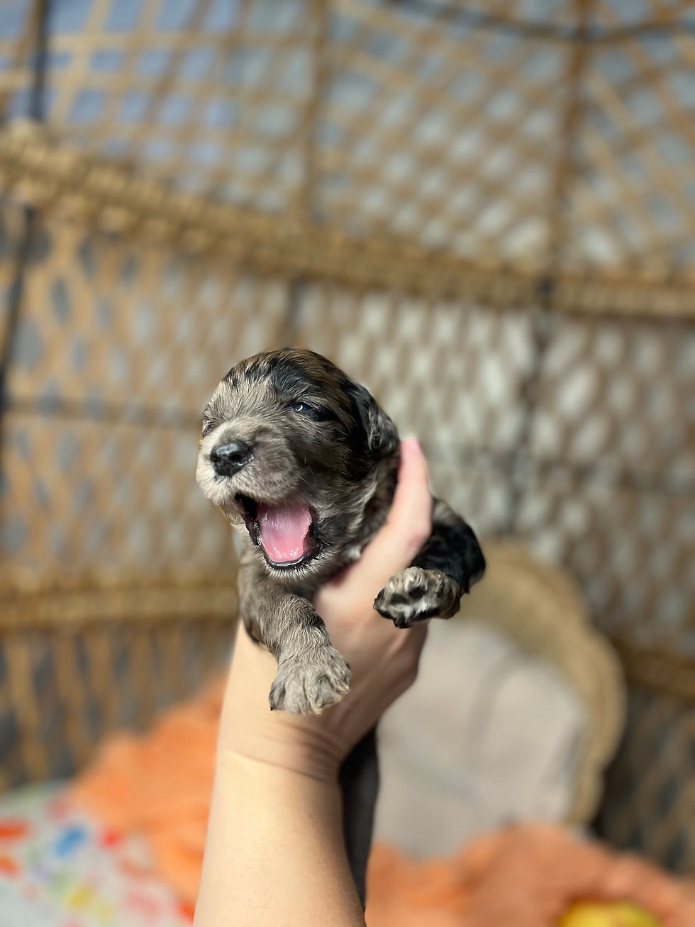 merle goldendoodle