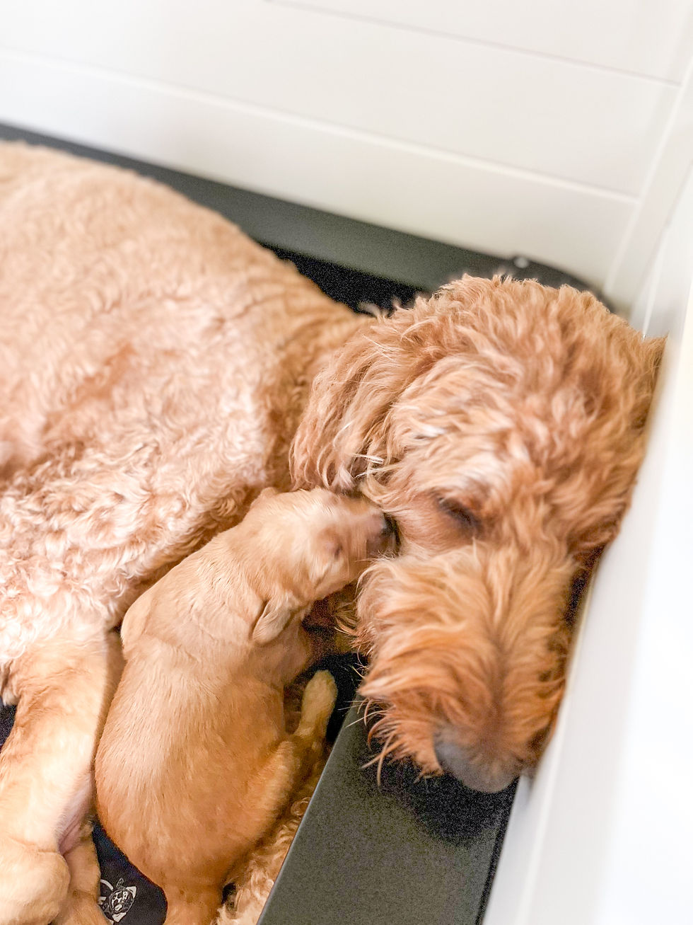 mama love