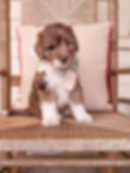 Wrigley Boone, 8 Weeks
