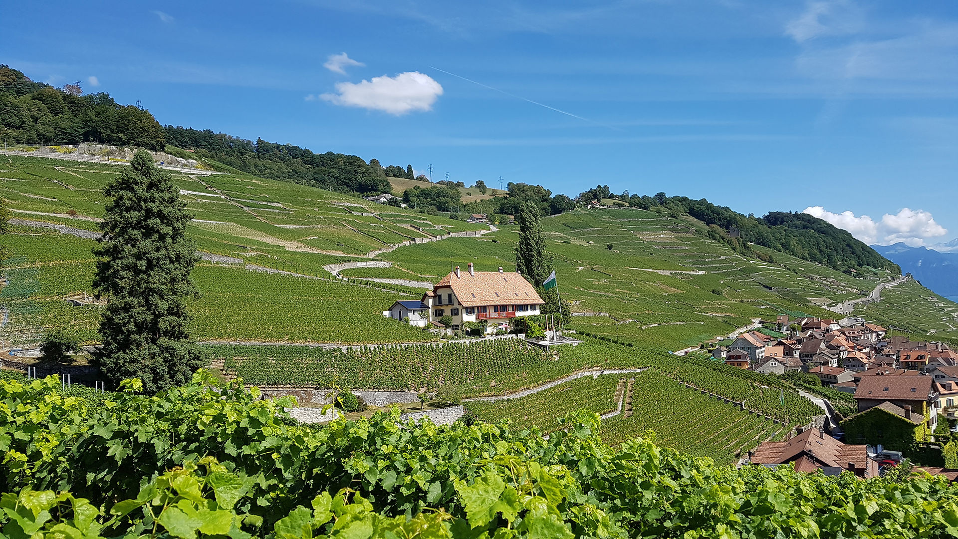 Au fond la Tour Marsens et le Dézaley.