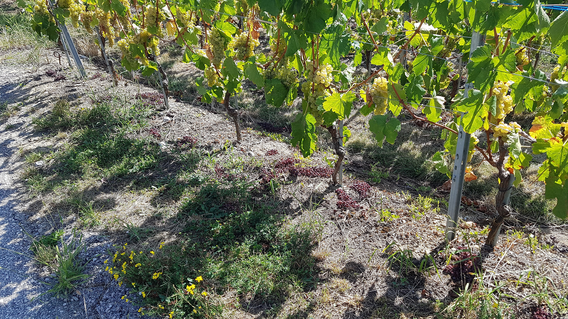 Ici, on a coupé, il y a quelques jours des grappes afin de concentrer les éléments dans celles restantes