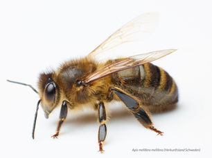 SICAMM Pre-Publication Conservation and Restoration Statement - Poster