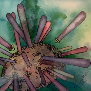 Sea Urchin