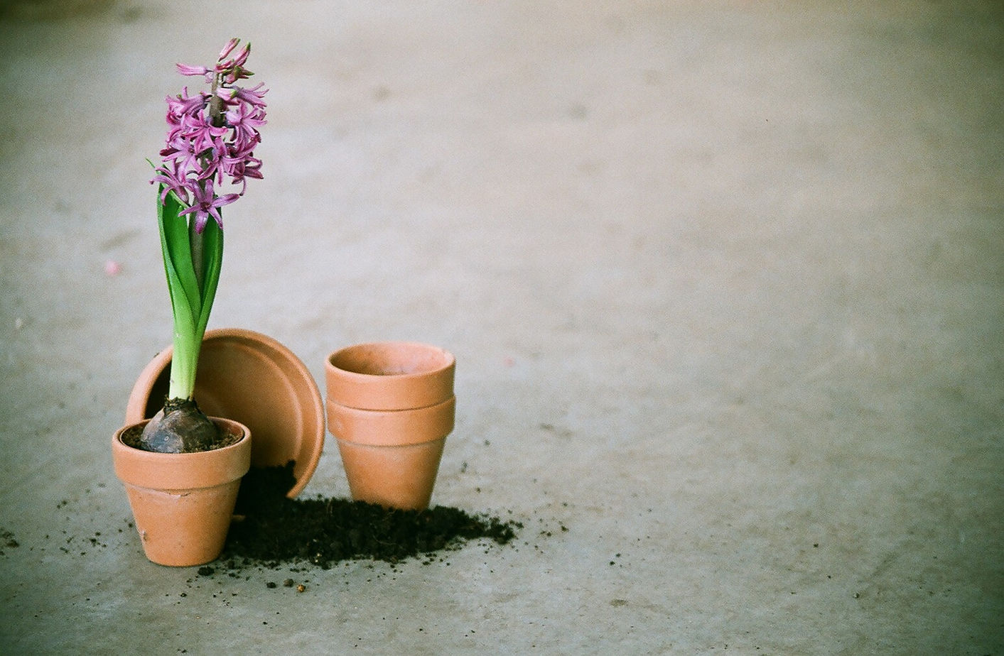 Purple Hyacinth Bulb 
