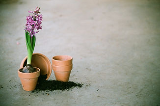 Purple Hyacinth Bulb