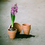 Purple Hyacinth Bulb