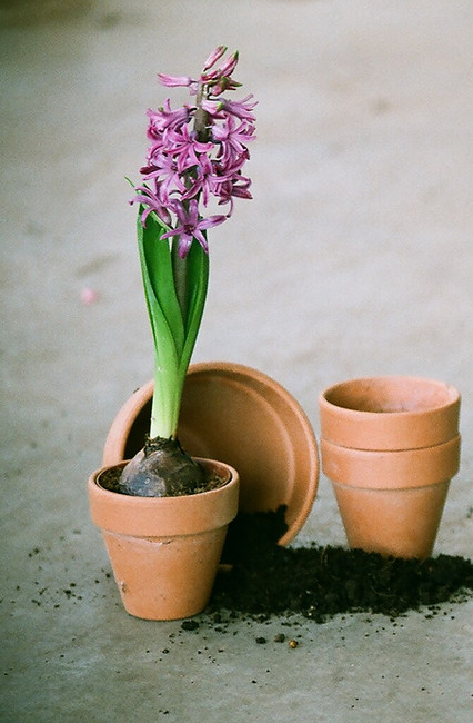 Topfblumenarrangement