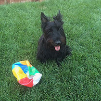 Jock Beach Ball.jpg