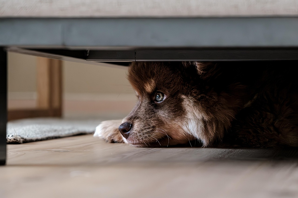gifts ideas for dogs